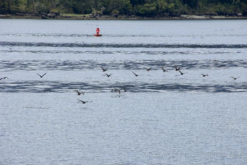 20071217 131056 D2X (185) 4200x2800.jpg - Birds in Flight, Laguna San Rafael